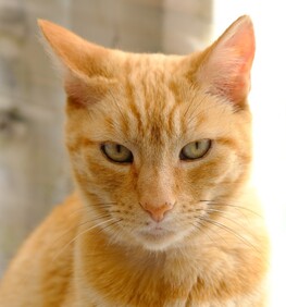 Piripi - Friendly lapcat