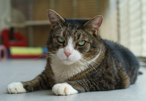 Beau - Lovable armful with liquid green eyes